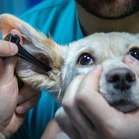 article-consultation-veterinaire-chien-reactif
